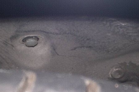 �S���p�b�L��